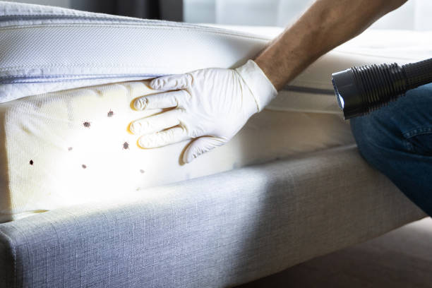 Best Mosquito Control Services  in Pendleton, SC